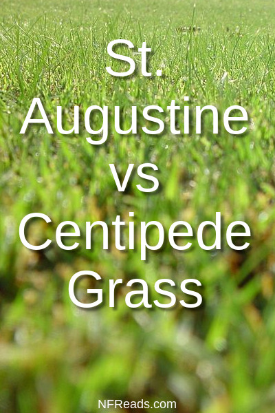 St Augustine Vs Centipede Grass Nfreads Com